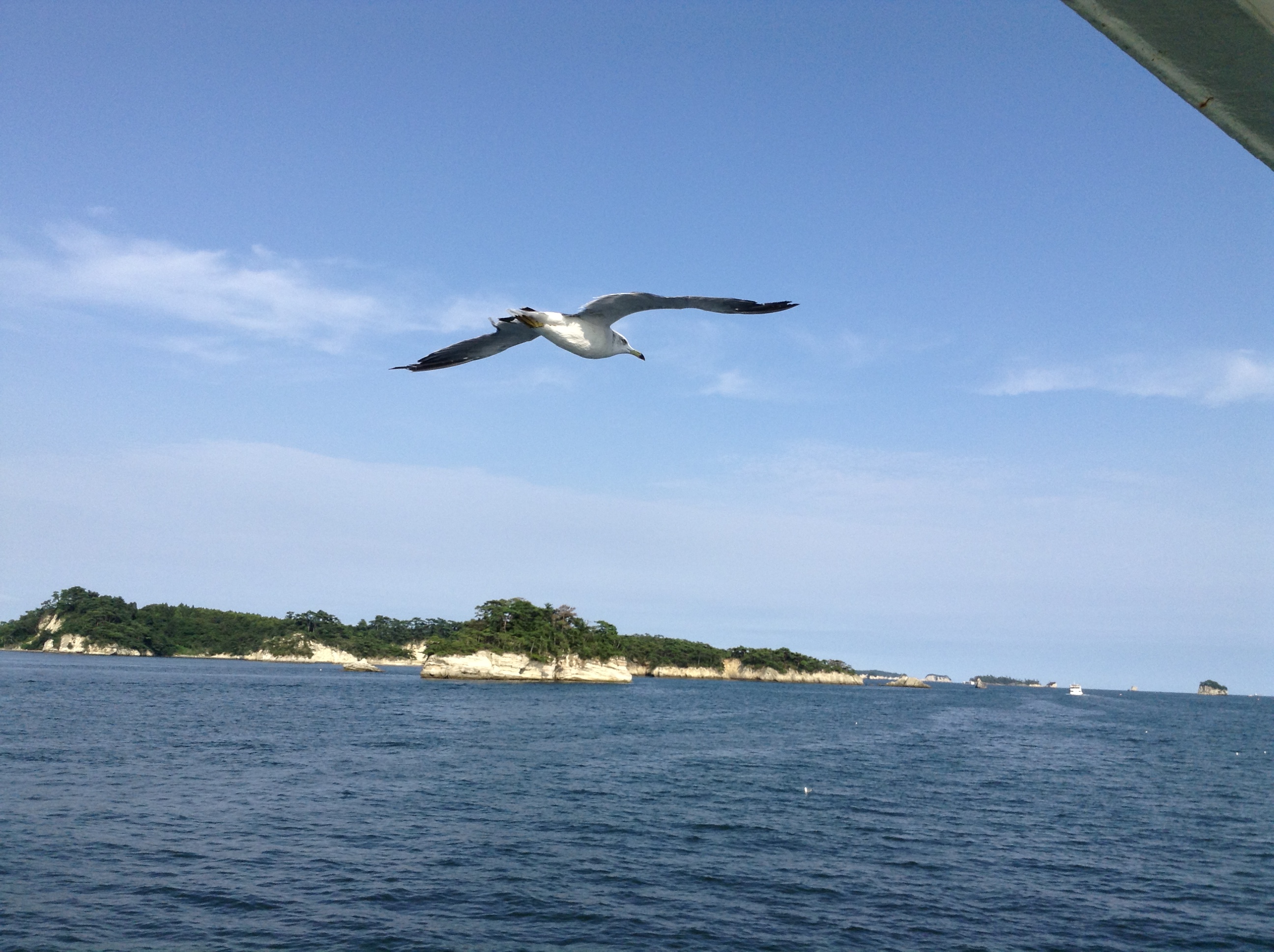 松島から塩釜へ、カモメたちの自由に憧れつつ、遊覧船で島を巡ってきました！