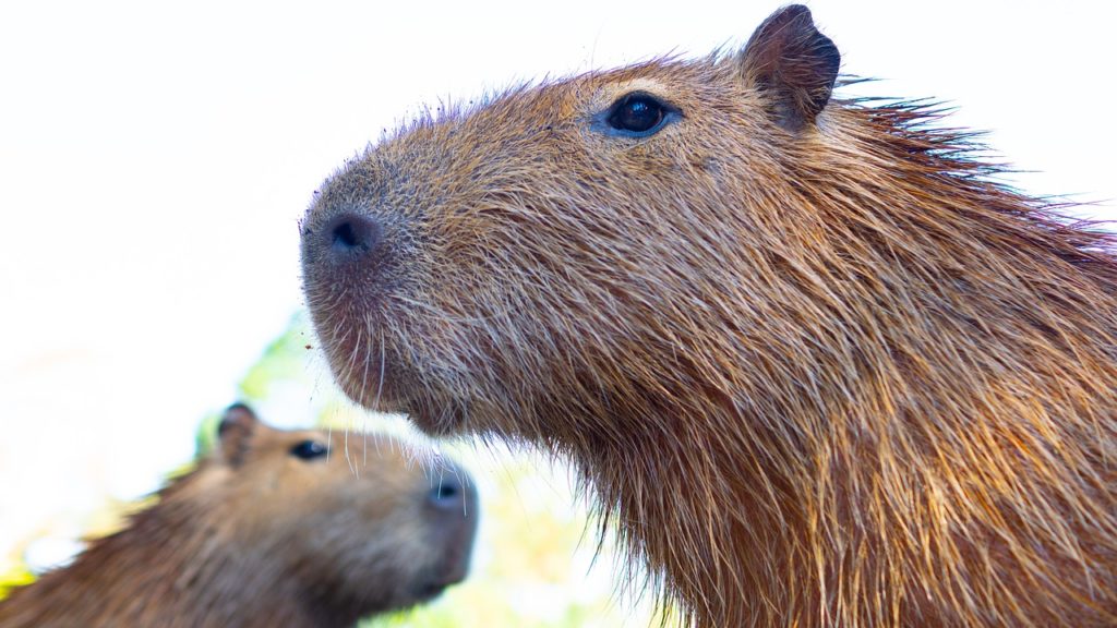 令和2年はネズミ年!カピバラ(ネズミの仲間)温泉をみて縁起を担ごう!