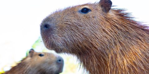 令和2年はネズミ年!カピバラ(ネズミの仲間)温泉をみて縁起を担ごう!